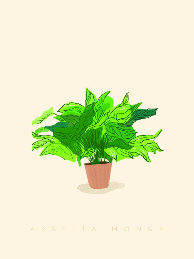 Plant Rufus