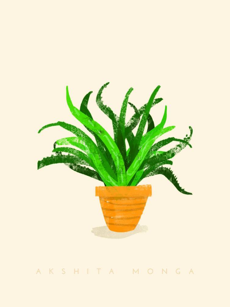 Plant Aloe